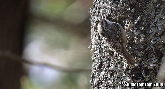 Rampichino alpestre.jpg